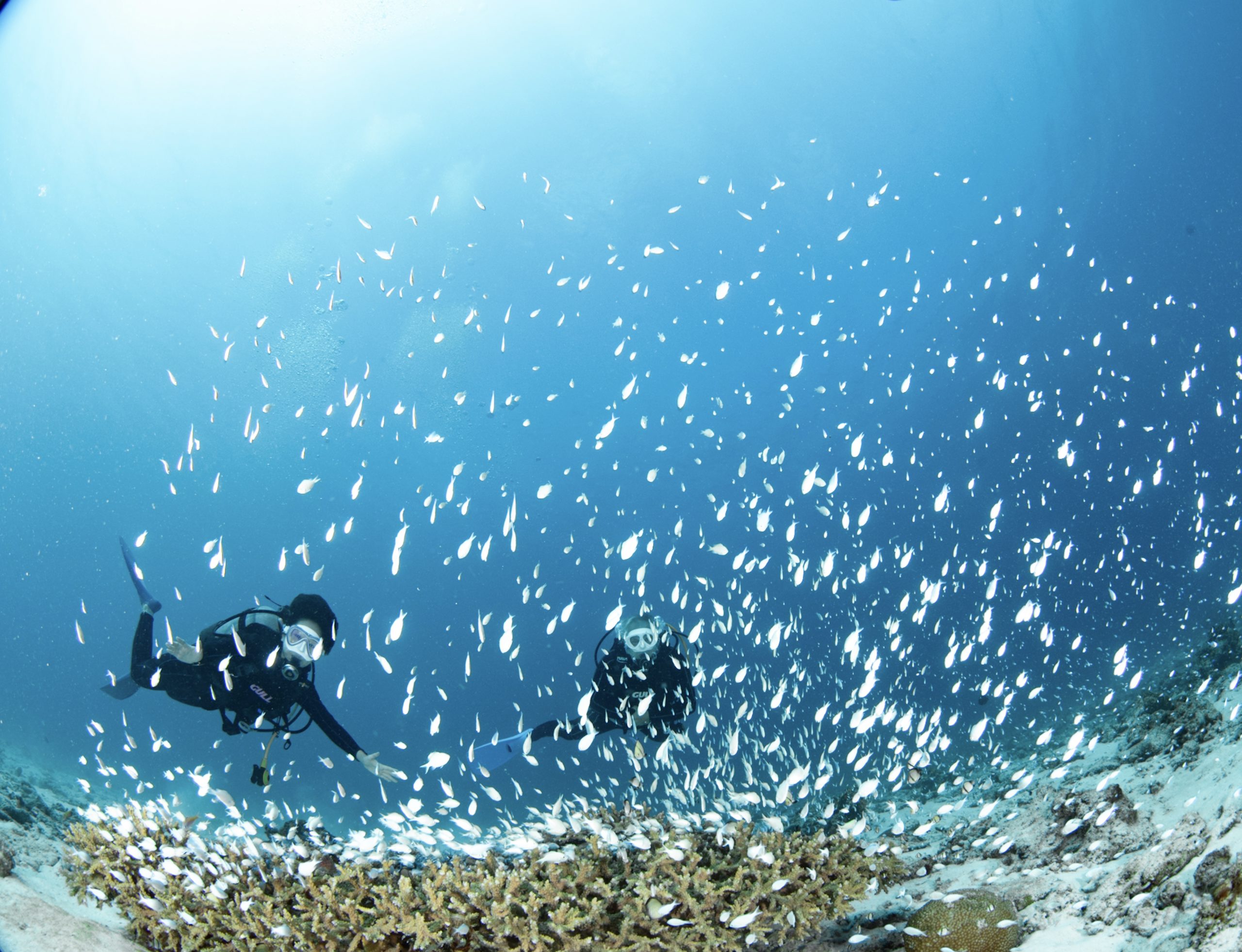 ８月６日水納島ファンダイビング