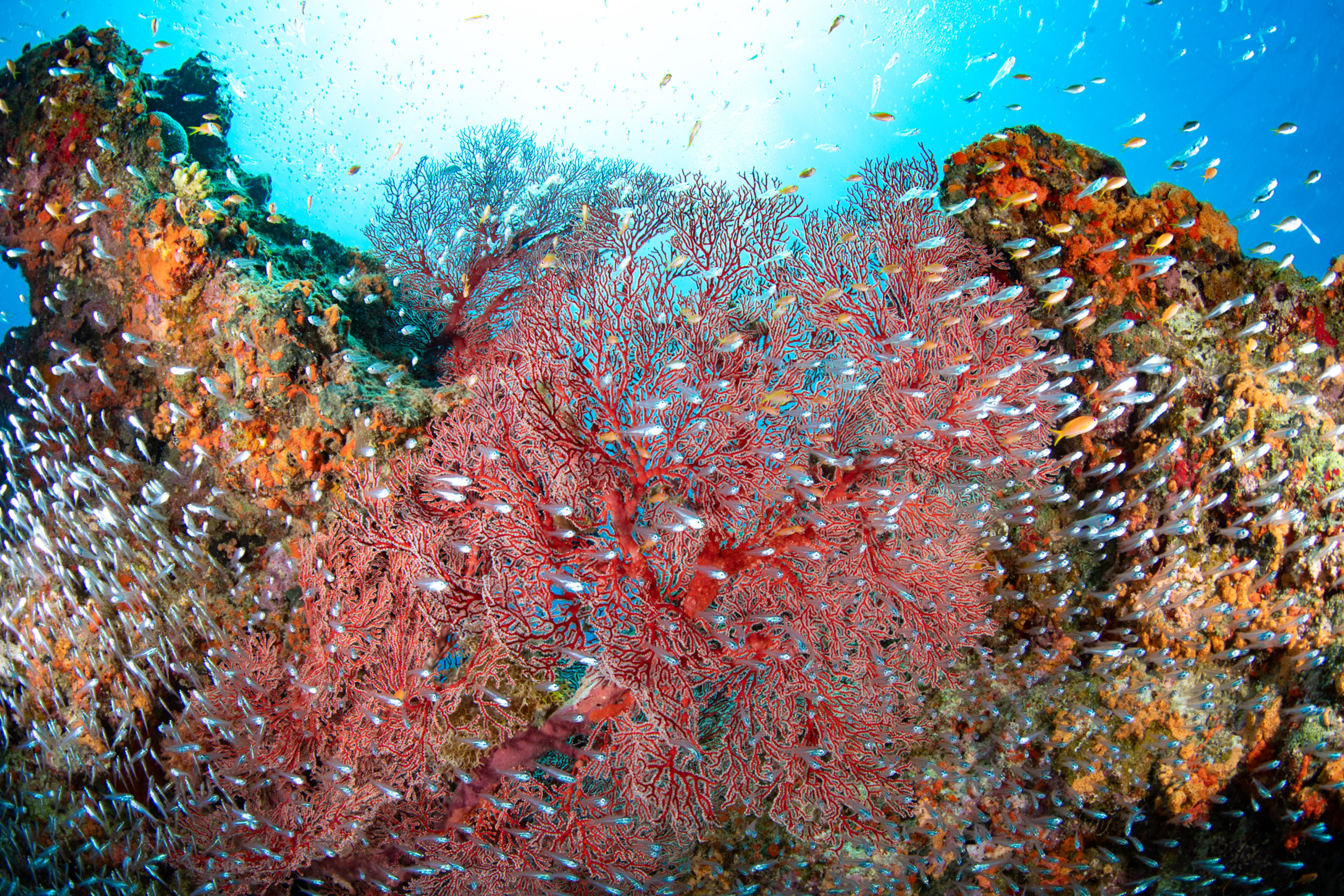 ８月７日水納島ファンダイビング&スキンダイビング