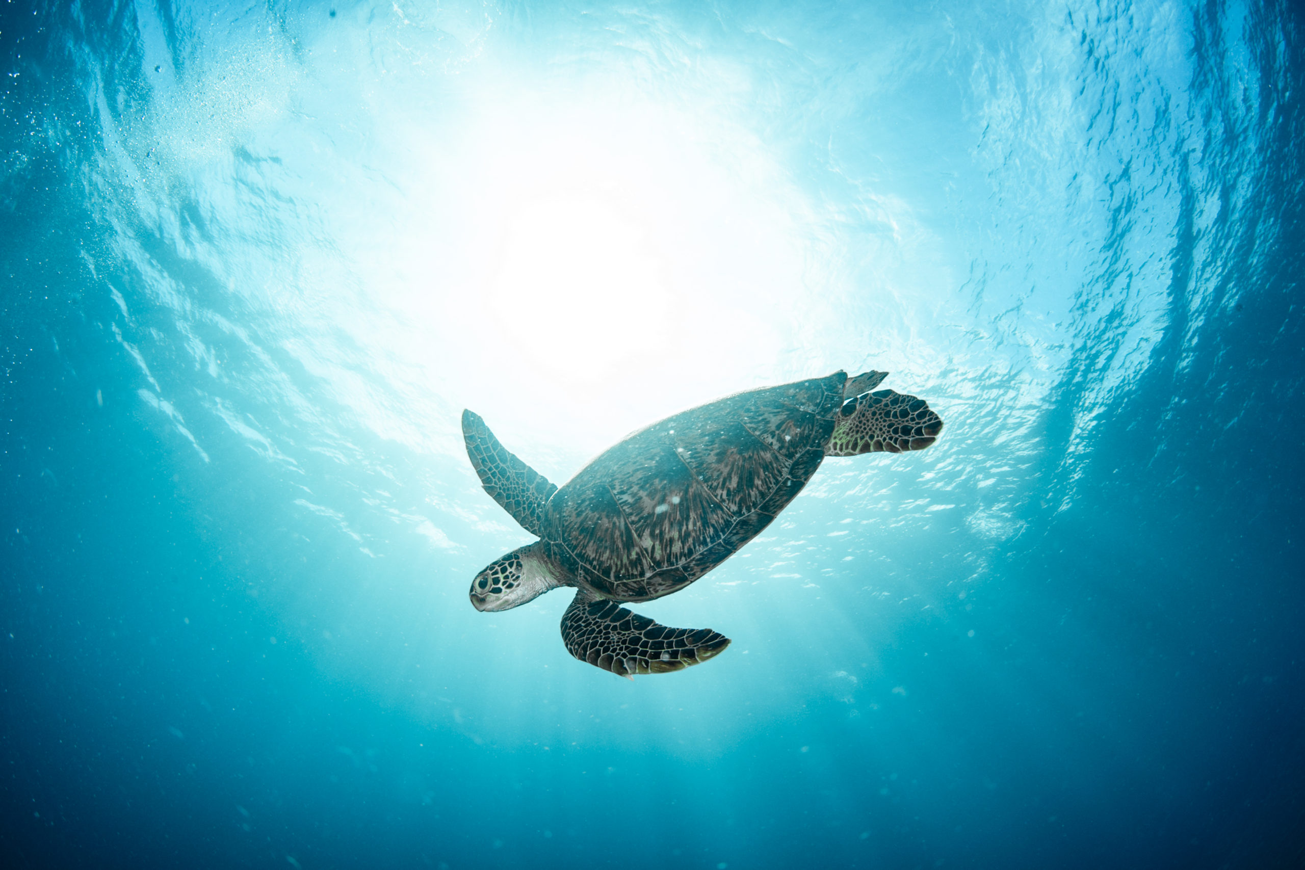 ８月１５日瀬底島&沖縄本島ファンダイビング