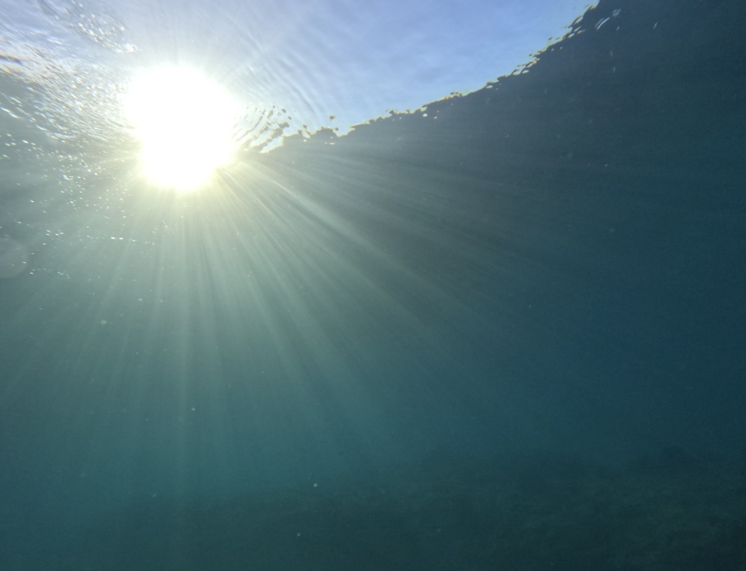 ８月２９日　ゴリラチョップ早朝ファンダイビング