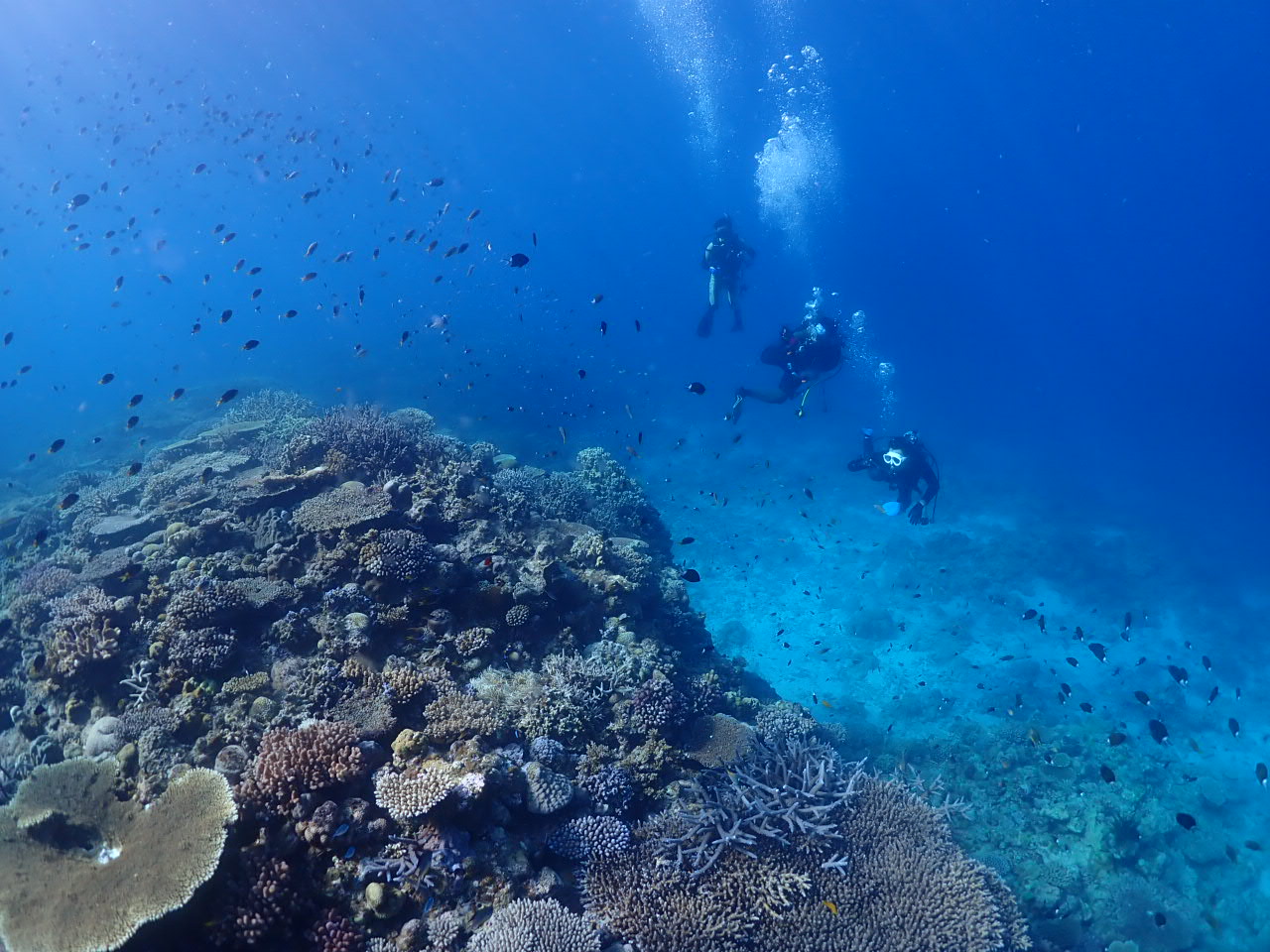 ８月１６日慶良間ファンダイビング