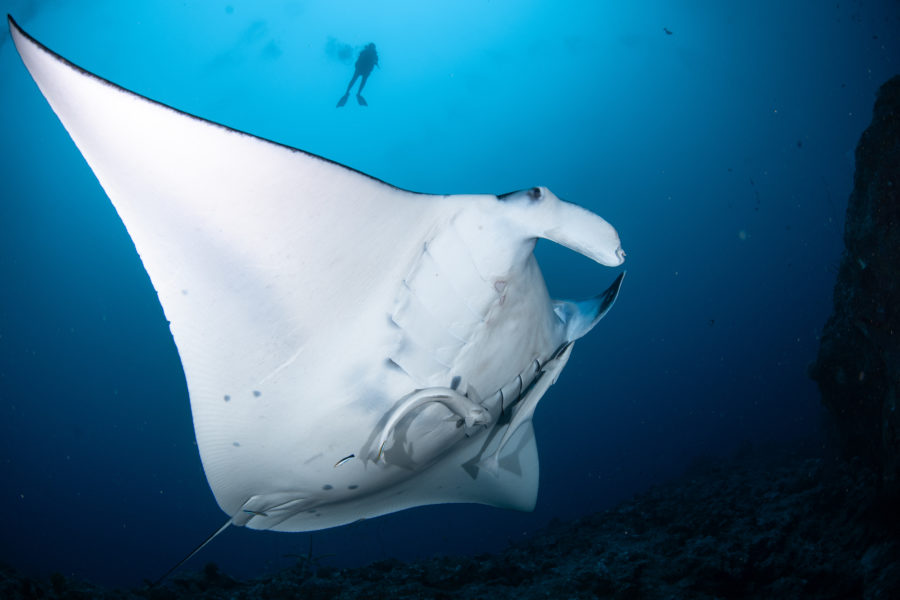 １１月１１日　石垣島
