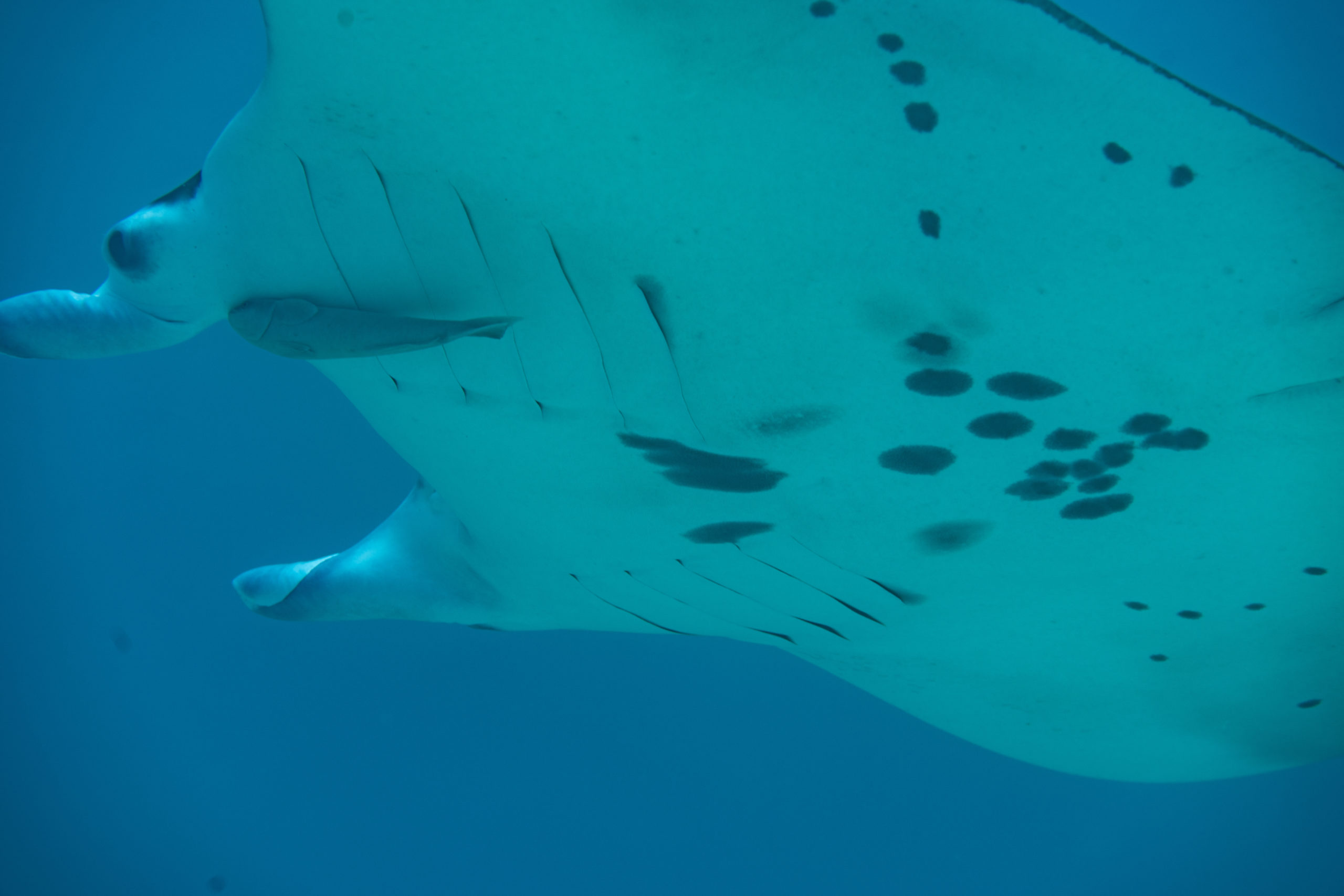 １１月１６日　調査day マンタでちゃいました😂