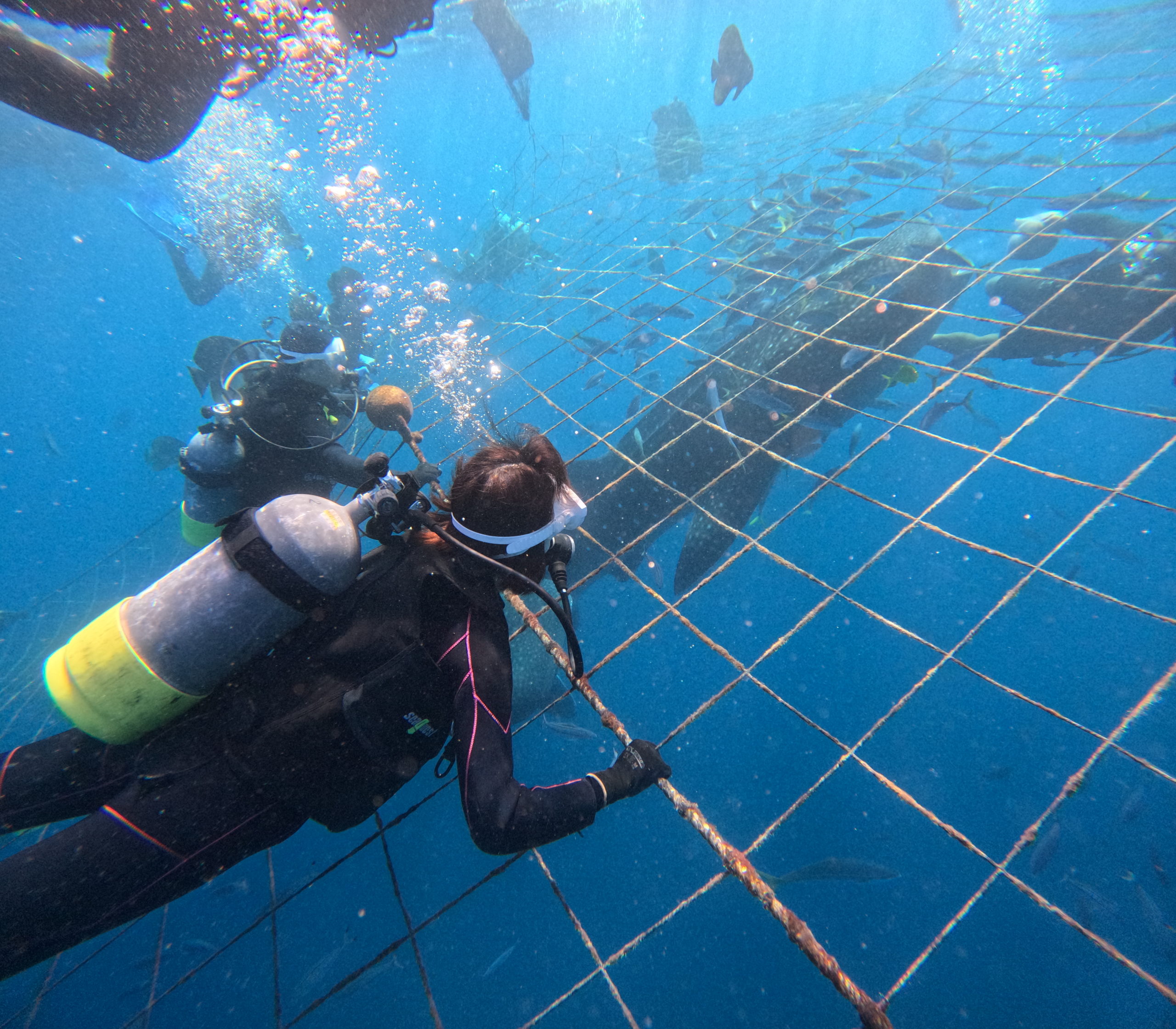 １１月７日　ジンベエ体験ダイビング