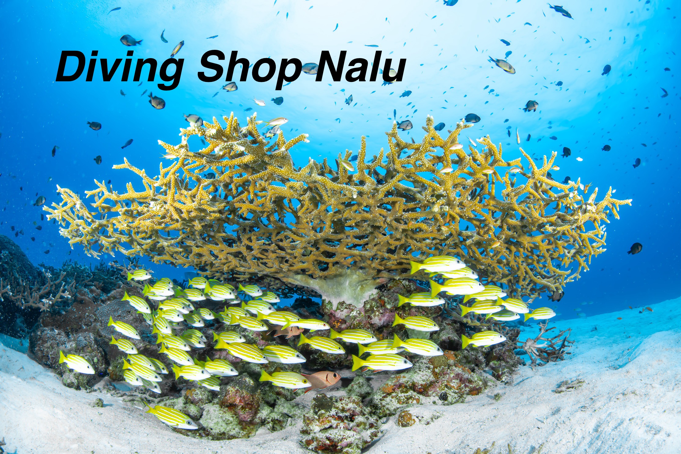 沖縄本島北部・本部町(水納島・瀬底島)にあるダイビングショップ