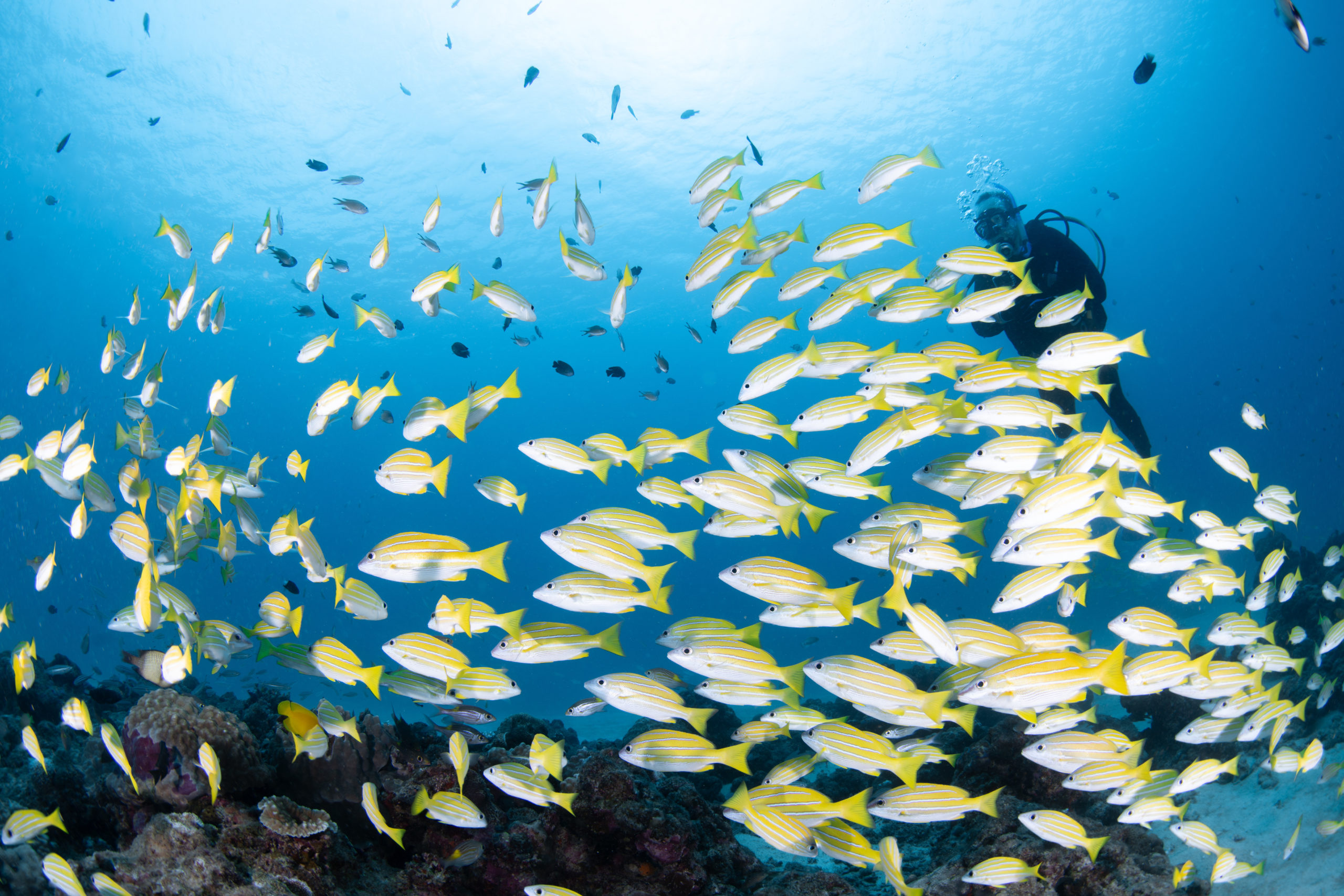 １２月２１日　崎本部ファンダイビング