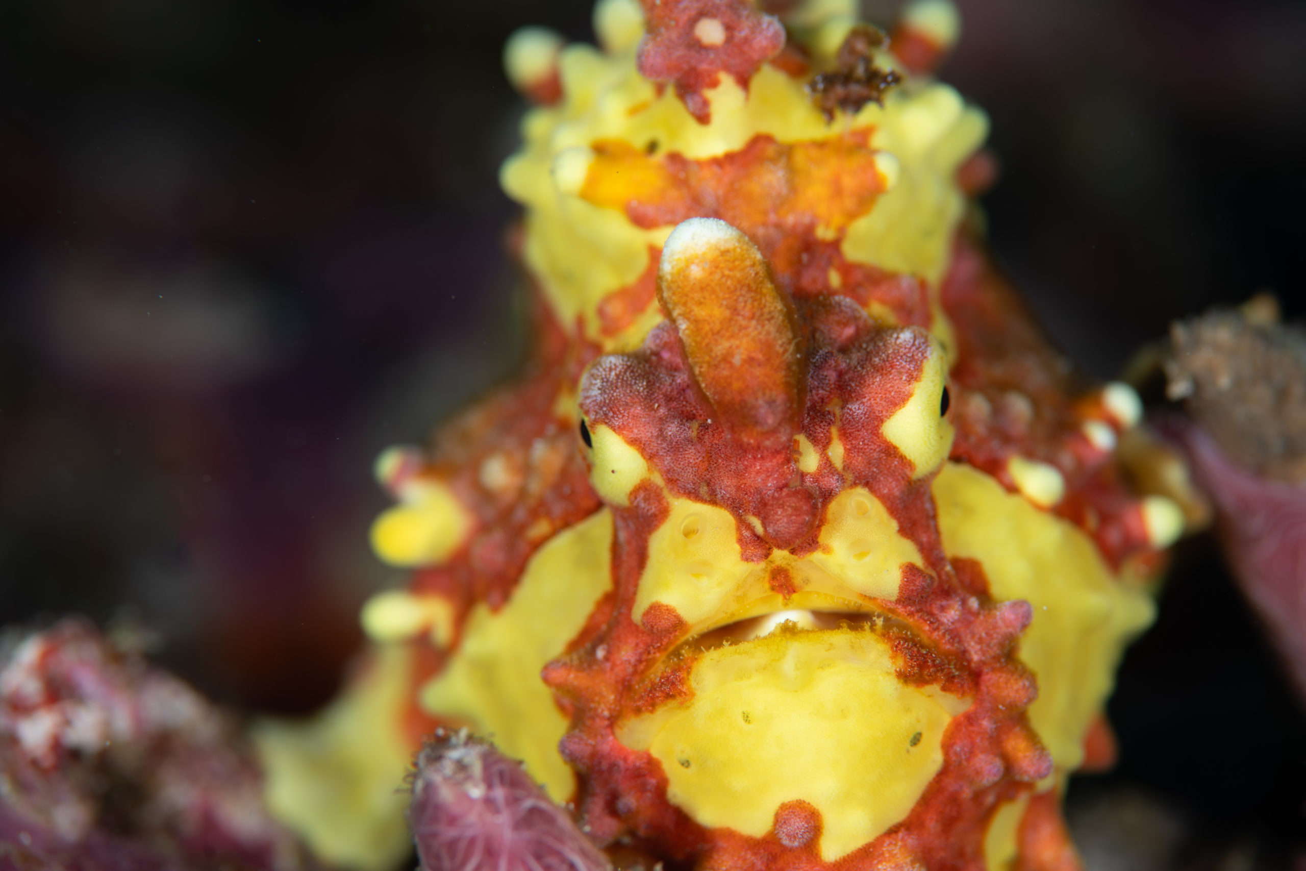 １２月２９日　水納島ファンダイビング