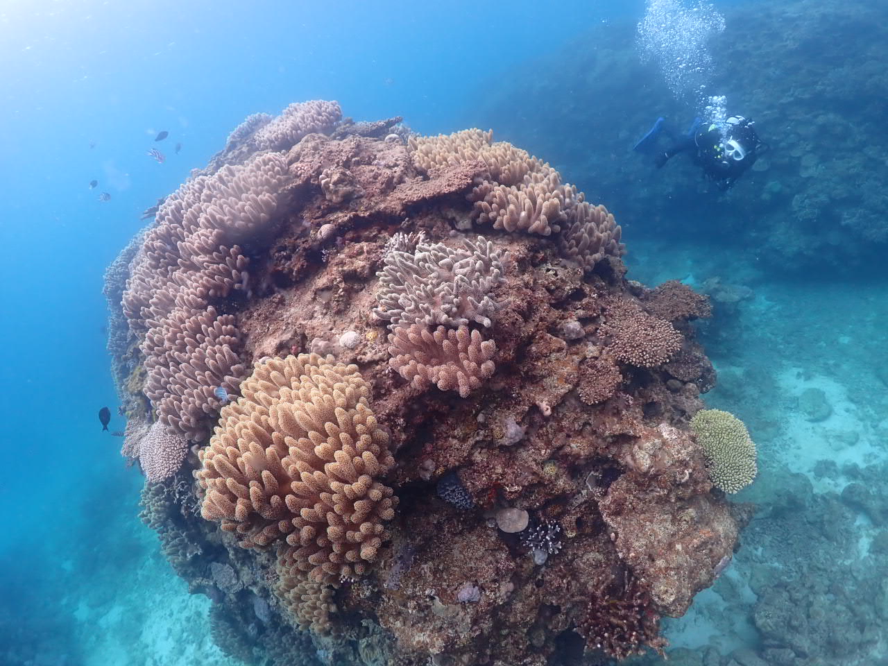 １月１３日　崎本部ファンダイビング