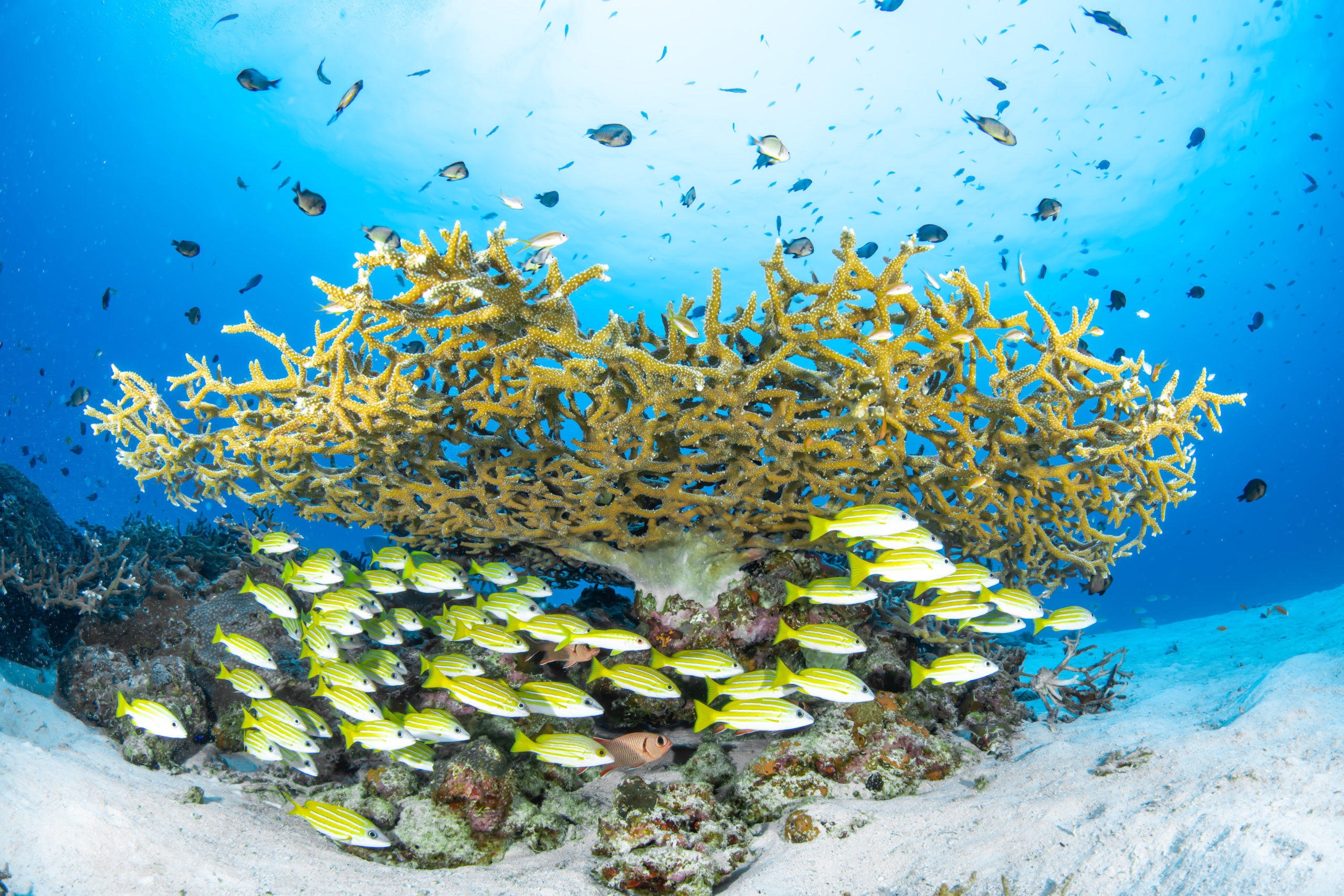 沖縄本島北部・本部町(水納島・瀬底島)にあるダイビングショップ