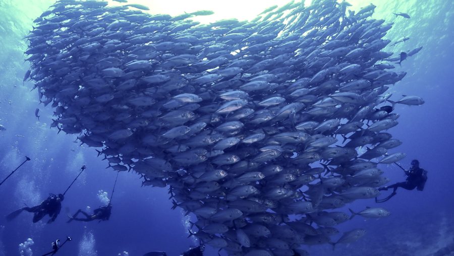 【募集】粟国ステイツアー！