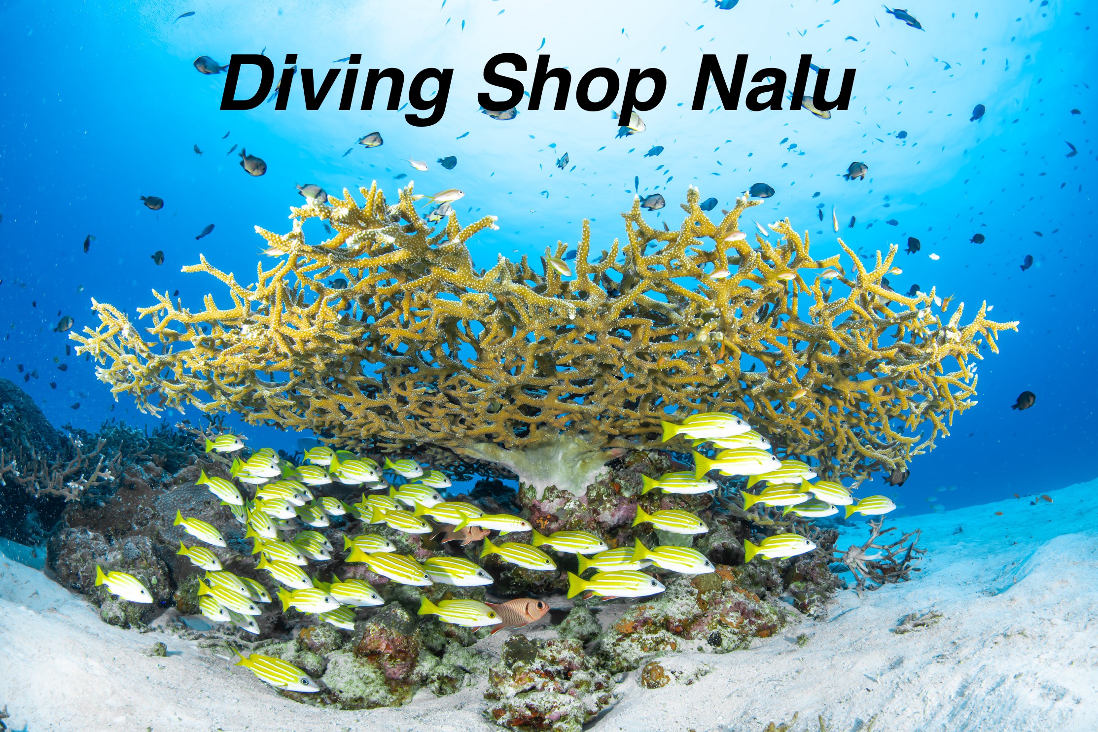 本部町(水納島・瀬底島)にあるダイビングショップ