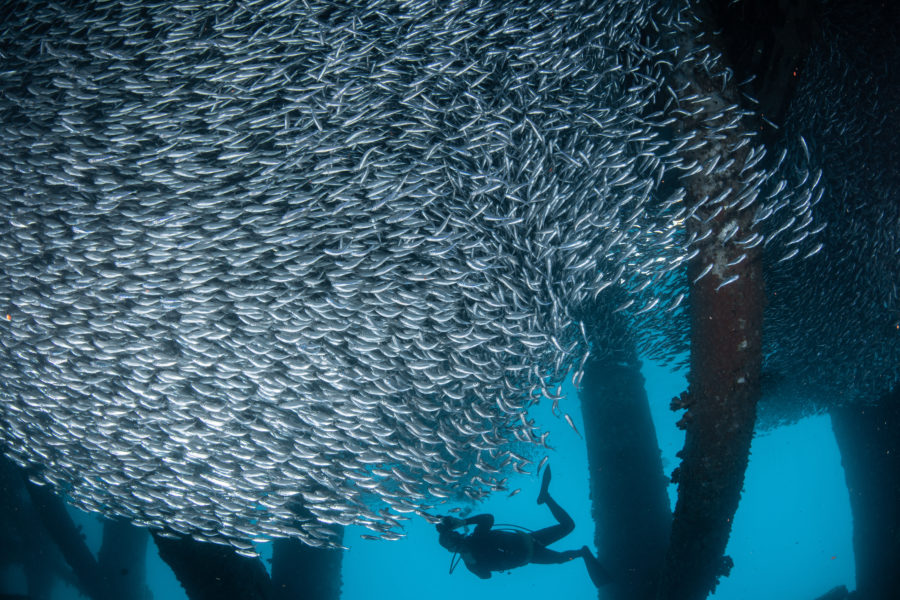 4月2日 本部近海 ボートファンダイビング
